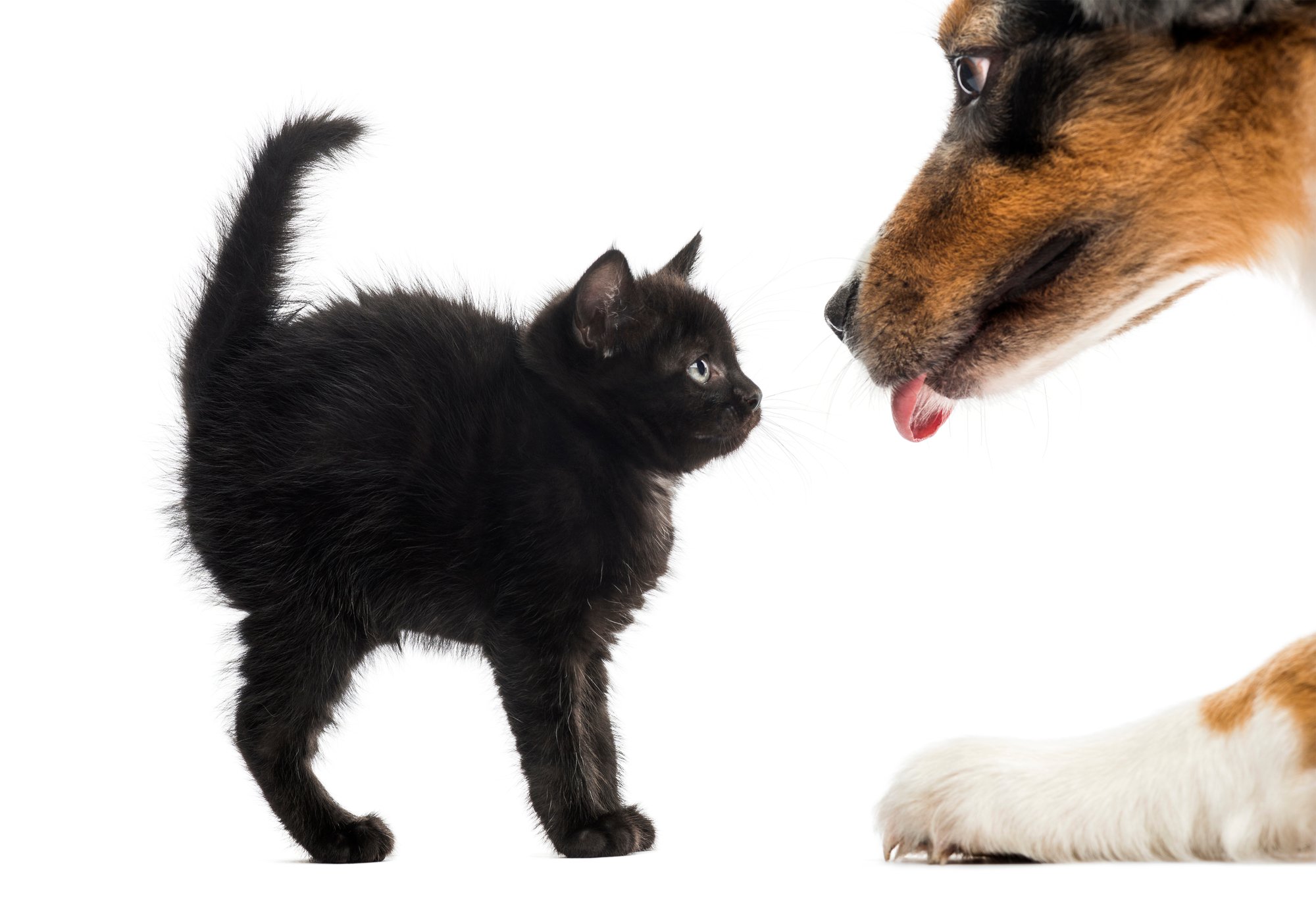 Pet screening helps property owners offer pet-friendly rentals for cats and dogs. 