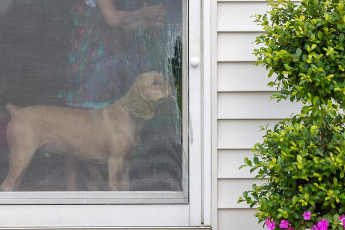 Dog sniffing a ripped wire mesh