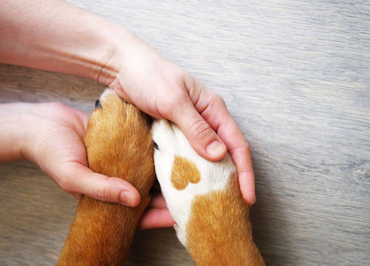 Dog paws with a spot in the form of heart and human hand close up (R) (S)