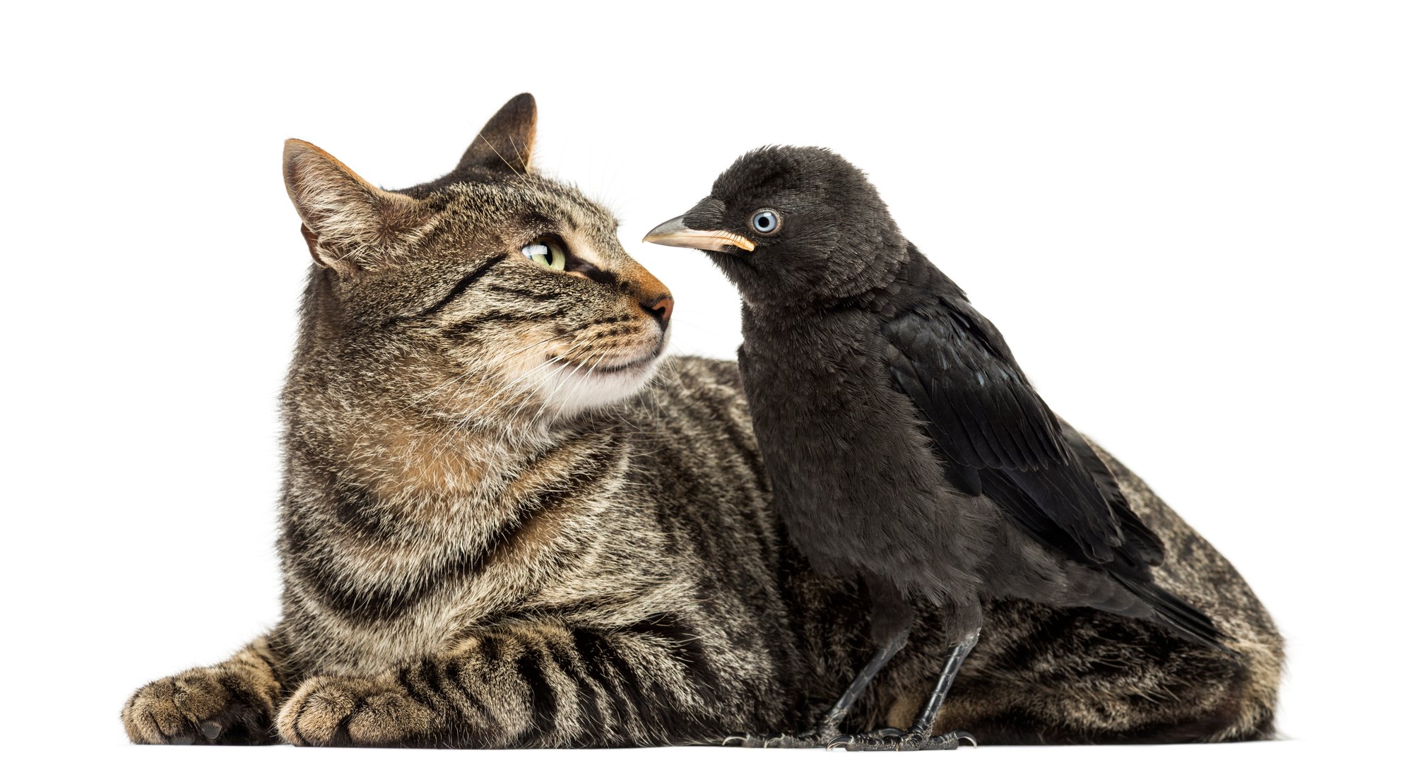 A pet addendum to the lease sets the rules for allowing cats or birds in rental properties. 