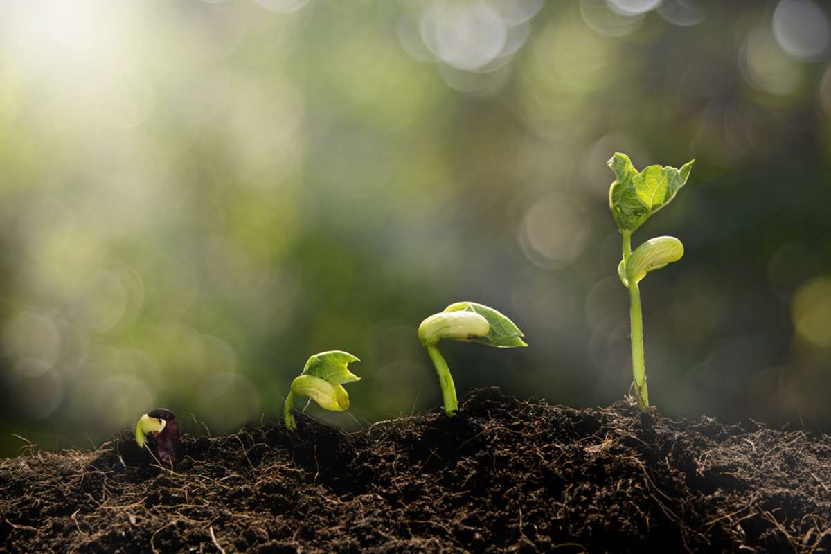 Young plant growing in the morning light and green nature bokeh background