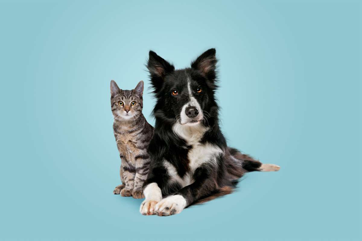 Cat and dog on a blue background, Maryland pet rent concept